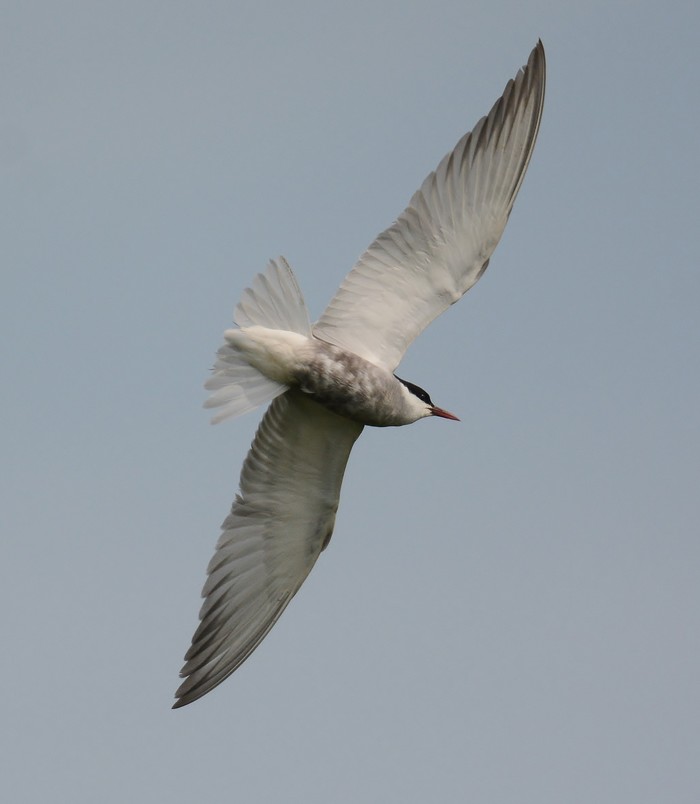 Whiskered Tern