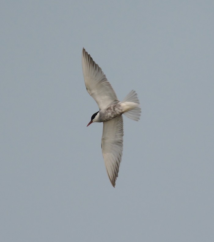 Whiskered Tern