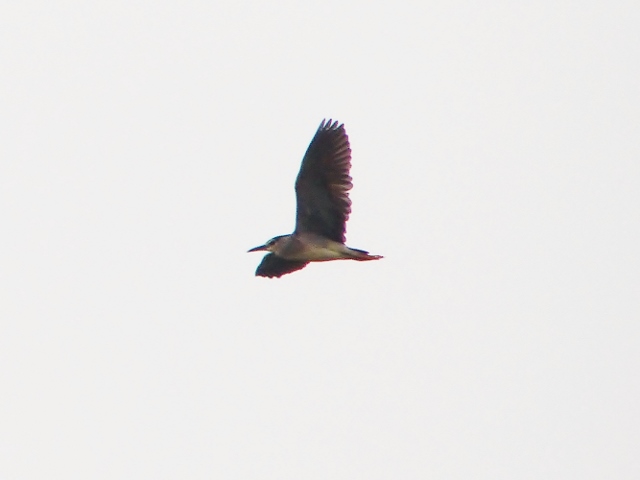 Night Heron