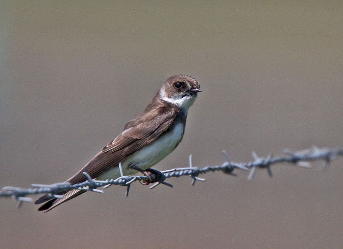 Sand Martin