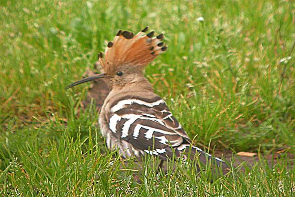 Hoopoe