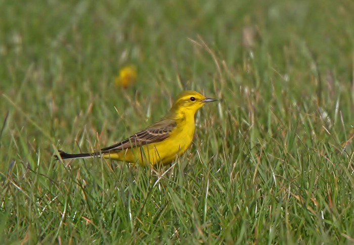 Yellow Wagtail