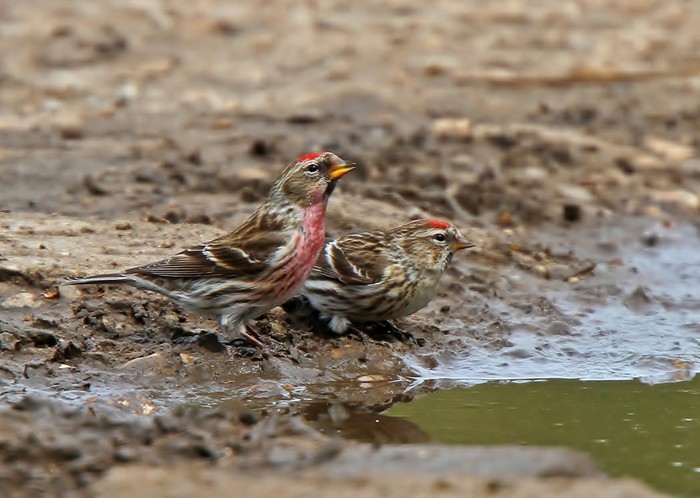 Lesser Redpoll