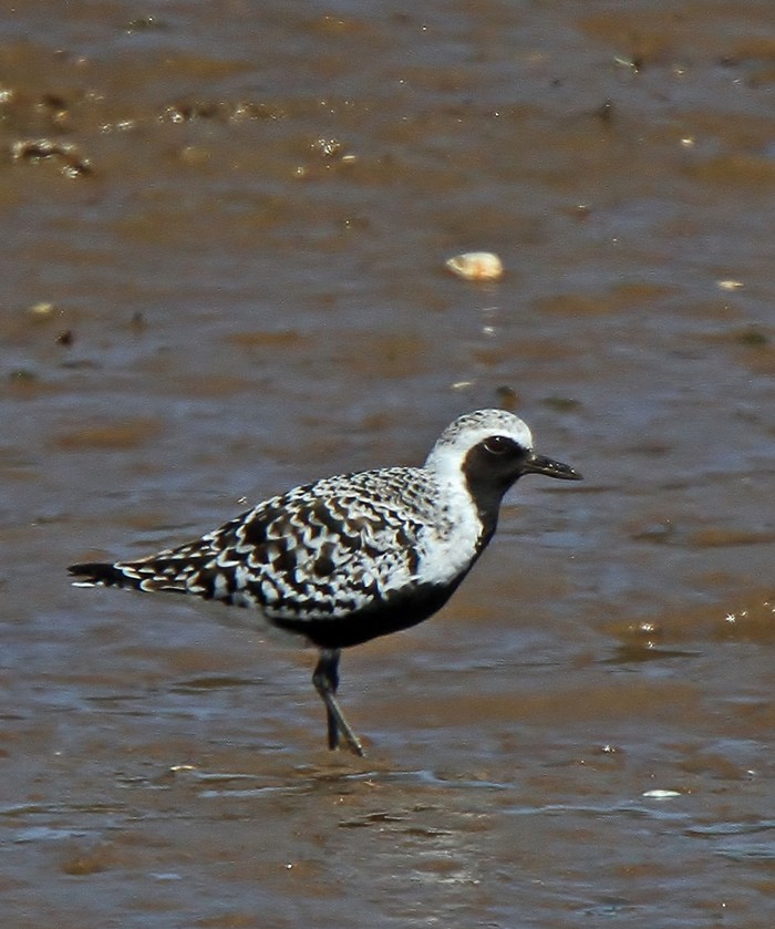 Grey Plover
