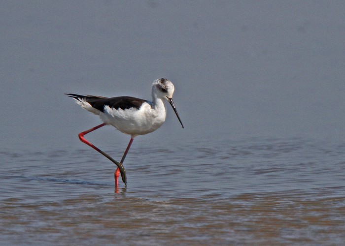 Black-winged Stilt