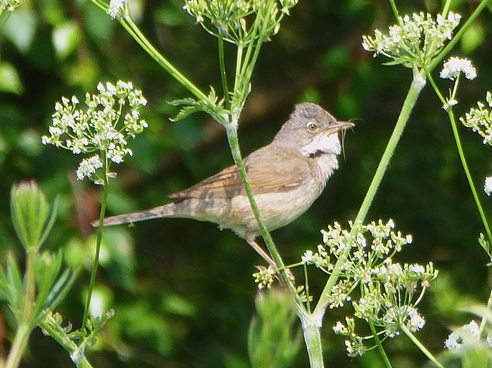 Whitethroat
