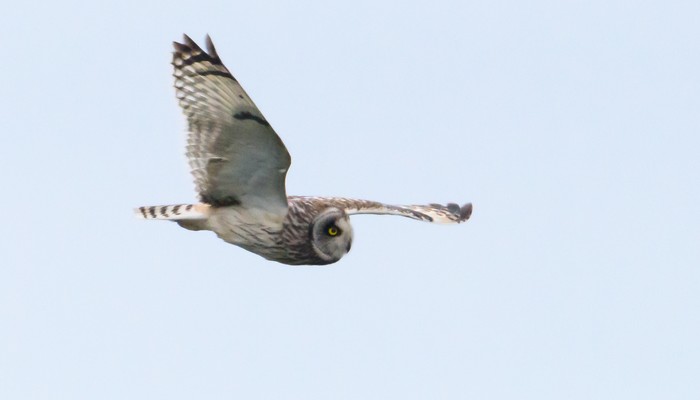 Short-eared Owl