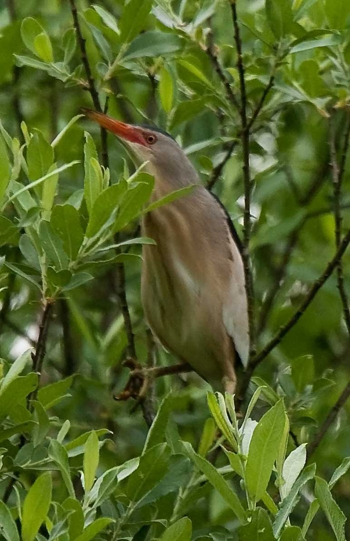 Little Bittern