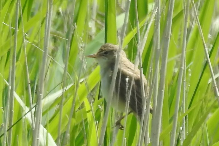Marsh Warbler