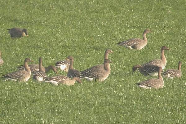 Taiga Bean Goose