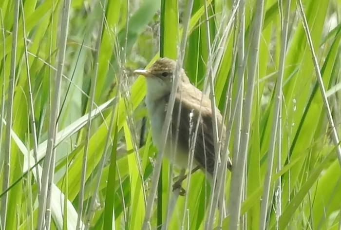 Marsh Warbler