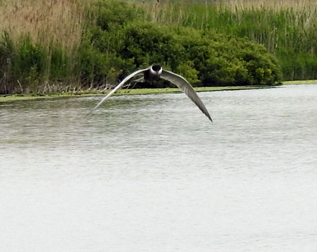 Whiskered Tern