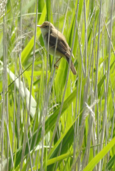 Marsh Warbler