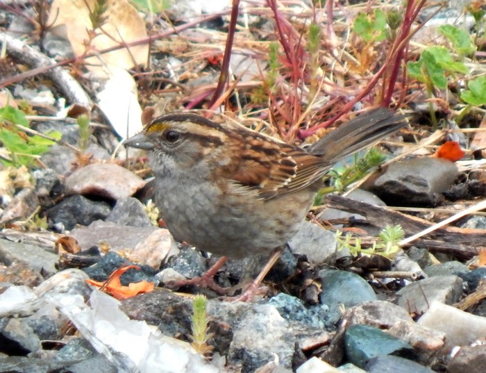 White-throated Sparrow