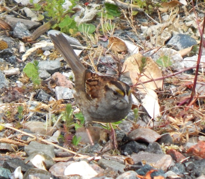 White-throated Sparrow