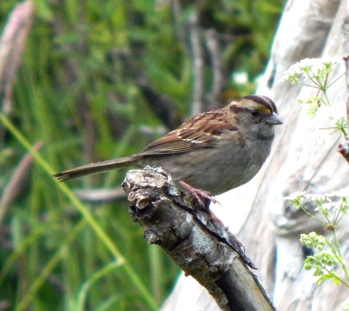 White-throated Sparrow