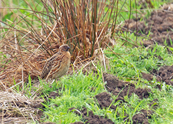 Quail