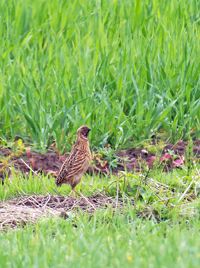 Quail