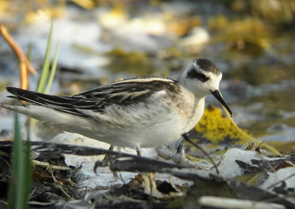 Red-necked Phalarope