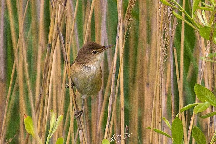 Reed Warbler