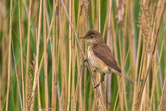 Reed Warbler