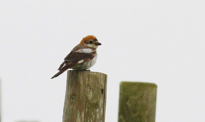 Woodchat Shrike