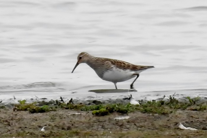 Pectoral Sandpiper