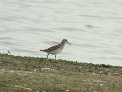 Pectoral Sandpiper
