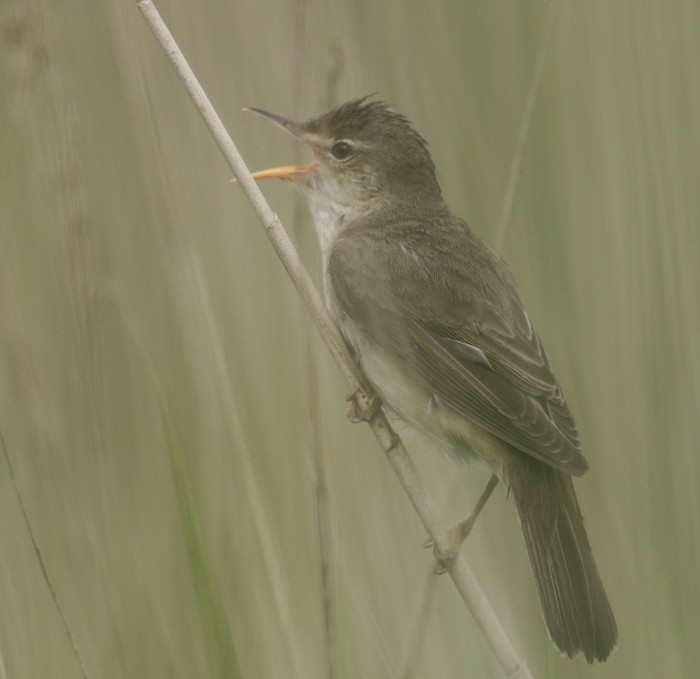 Marsh Warbler