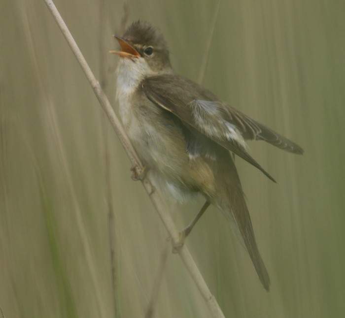 Marsh Warbler