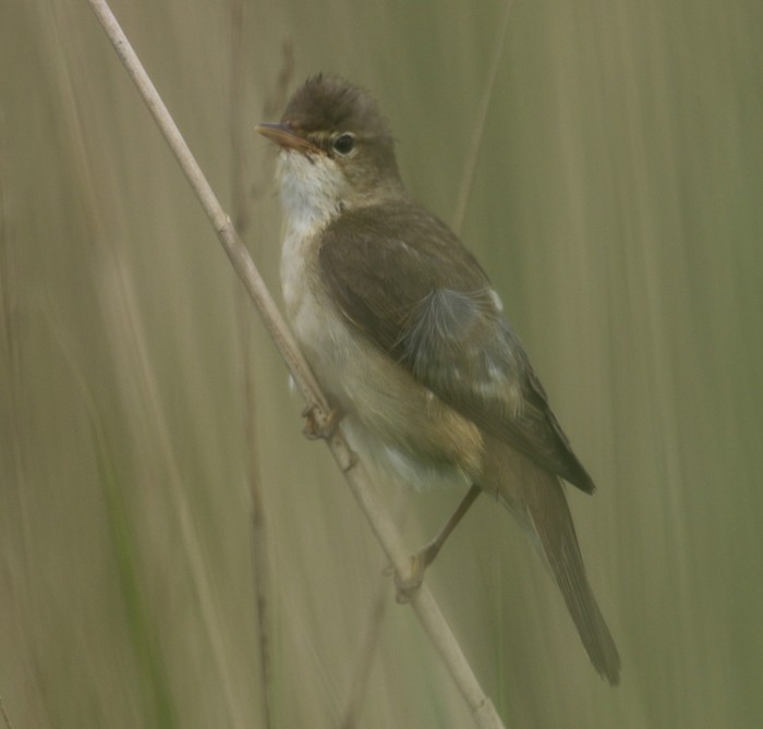 Marsh Warbler
