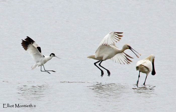 Spoonbill