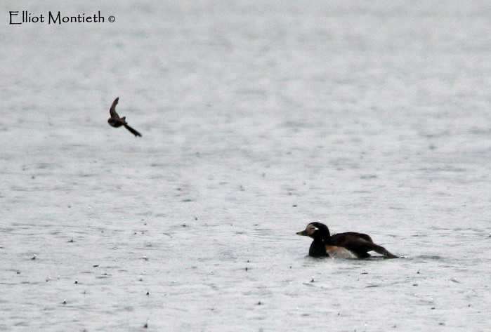 Long-tailed Duck