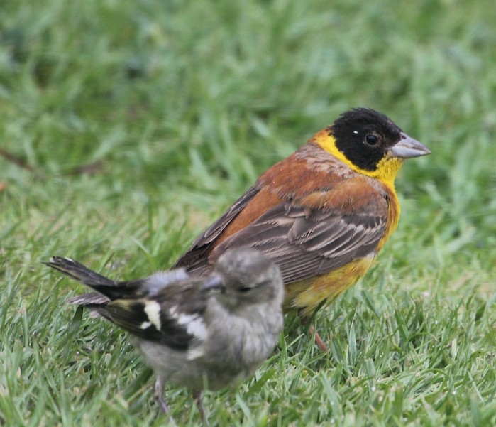 Black-headed Bunting