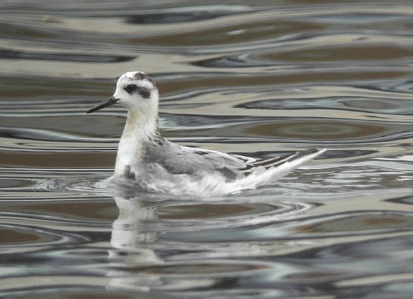 Grey Phalarope