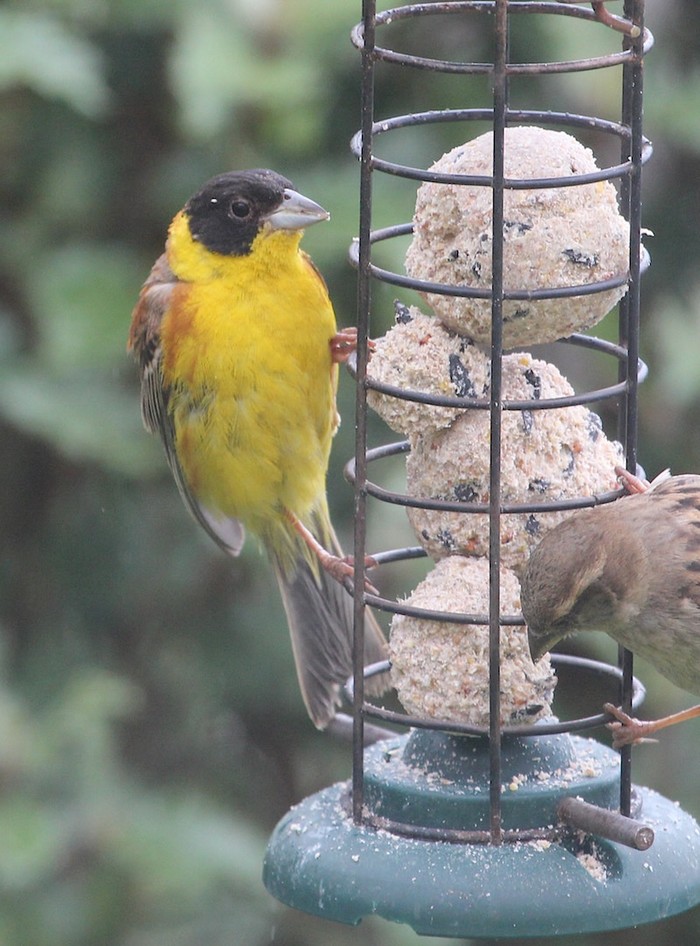Black-headed Bunting