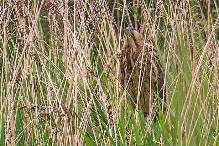 Bittern