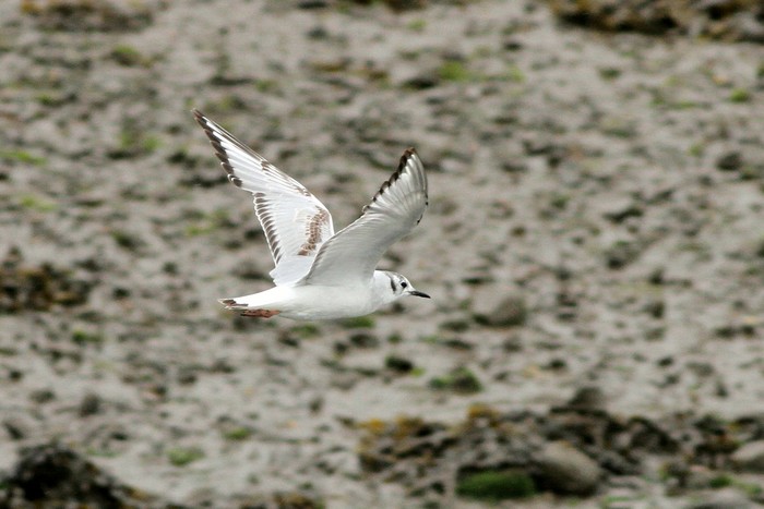 Bonaparte's Gull