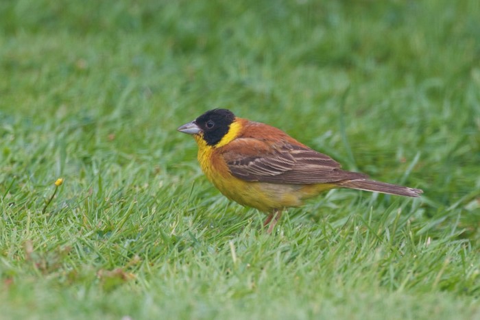 Black-headed Bunting