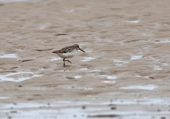 Broad-billed Sandpiper