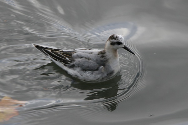 Grey Phalarope