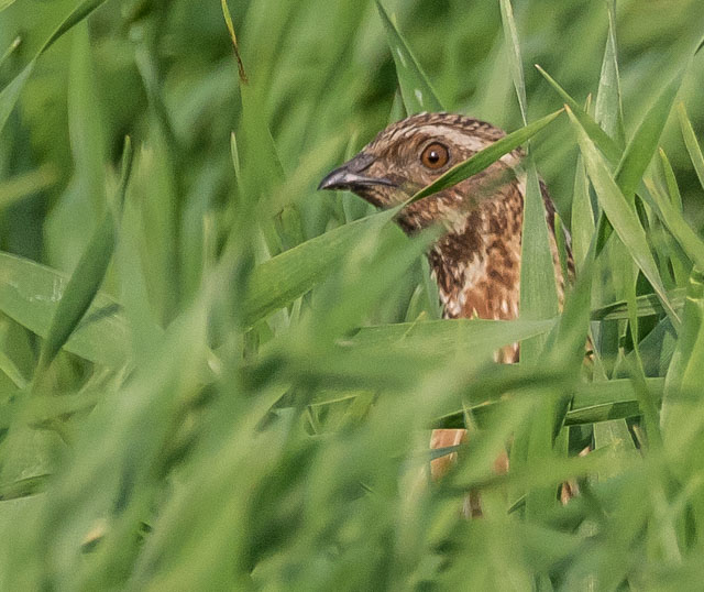Quail