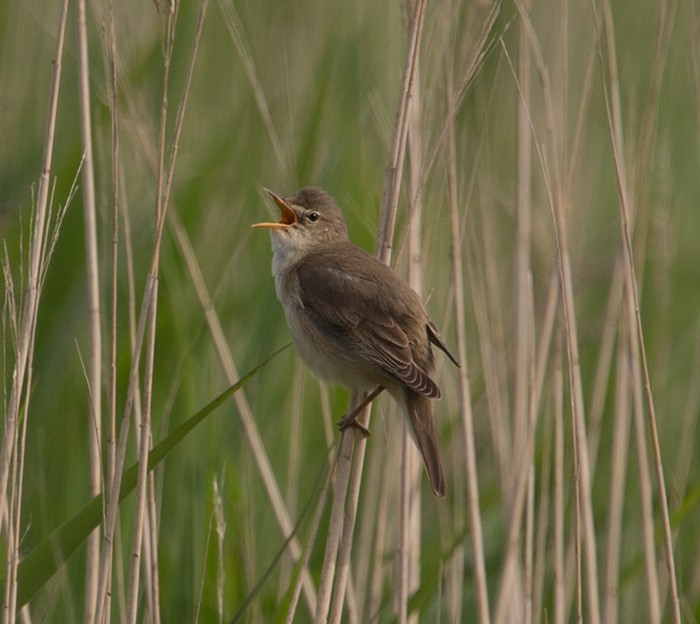 Marsh Warbler
