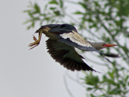 Little Bittern