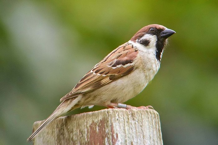 Tree Sparrow