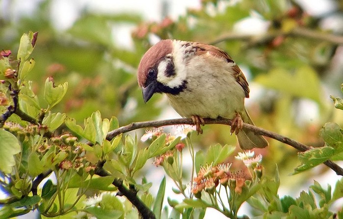 Tree Sparrow