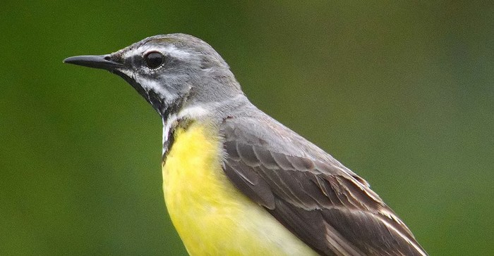 Grey Wagtail