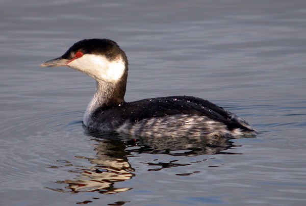 Slavonian Grebe
