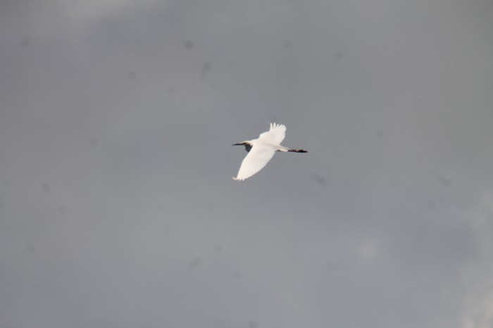 Great White Egret