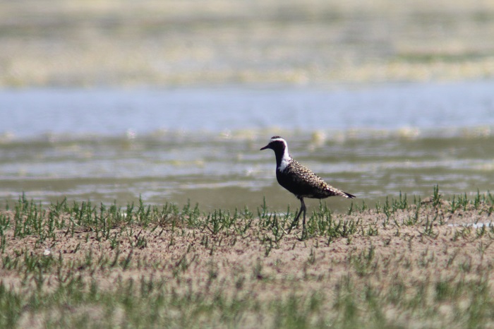 American Golden Plover